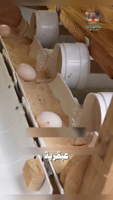 بهذا الاختراع… البيض يتدحرج وحده إلى مكان آمن 🪺‼️
ابتكار ذكي يحمي البيض من الكسر | معلومات وخيال 💡

#اختراع #ابتكار #معلومات #خيال #علوم #تكنولوجيا